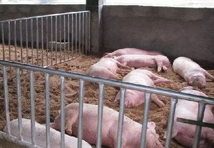 养猪业非常时期,如何正确选择和使用消毒剂